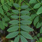 Senna marilandica (Fabaceae) - leaf - basal or on lower stem