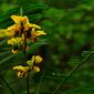 Yellow Flower Wild Senna Negative Space DSC 0187.JPG