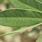 Senna marilandica (Fabaceae) - leaf - margin of upper + lower surface