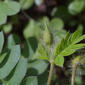 Kallstroemia grandiflora (Zygophyllaceae) - stem - unspecified