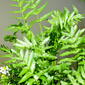 Rorippa nasturtium-aquaticum (L.) Hayek  / berro.