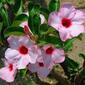 APOCYNACEAE  - Desert Rose (Adenium obsesum) 