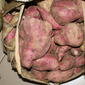 Ipomoea batatas (Sweet Potato) - tuber