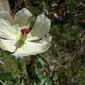 Mexican Poppy