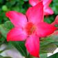 APOCYNACEAE  - Desert Rose (Adenium obsesum) 