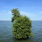 Avicennia marina (grey mangrove).JPG