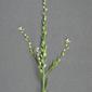 MFG 0909a-Lepidium-sativum.jpg