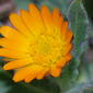 Field Marigold (Calendula arvensis)