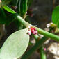 Polygonum aviculare ssp buxiforme 3.jpg
