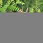 Indigofera heterantha Indygowiec 2019-07-20 02.jpg