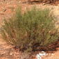 Senna artemisoides ssp filifolia habit.jpg