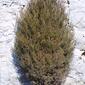 Juniperus virginiana (Cupressaceae) - whole tree - general