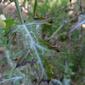 Argemone ochroleuca leaf