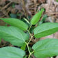 Virginia Snakeroot foliage