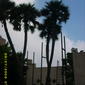 Ain Shams Univ Demedash Hospital Garden Doum palms.jpg