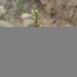 Utah mustard, Caulanthus lasiophyllus
