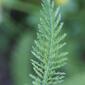 Achillea millefolium (Asteraceae) - leaf - on upper stem