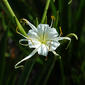 Hymenocallis caroliniana (Liliaceae) - inflorescence - frontal view of flower