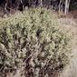 Senna artemisioides subsp. Xartemisioides (Silver Cassia)