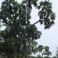 The branched palmyra tree2.jpg