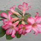 Adenium obesum-08.JPG