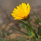 Calendula arvensis BS090313-S002