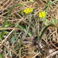 Alyssum montanum subsp. montanum - dwarfism (4805' N 1656' E)