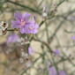 Limonium hibericum Erben / espantarrabosos