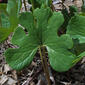 Sanguinaria canadensis (Papaveraceae) - whole plant - in fruit