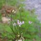 Allium canadense (Liliaceae) - inflorescence - whole - unspecified