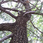 Juniperus deppeana (Cupressaceae) - whole tree - view up trunk