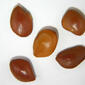 Prosopis velutina seeds.jpg