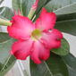 Adenium obesum-09.JPG