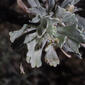 Artemisia tridentata (Asteraceae) - leaf - whole upper surface