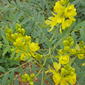 Senna alexandrina Mill.-Cassia angustifolia L. (Senna Plant).jpg