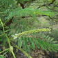 Prosopis juliflora at kambalakonda 01.JPG