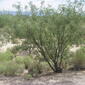 prosopis velutina