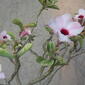 Adenium swazicum-3-yercaud-salem-India.JPG