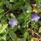 Vinca minor (Lesser Periwinkle / Kleine maagdenpalm) 1377