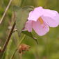 Virginia Saltmarsh Mallow (Kosteletzkya pentacarpos)