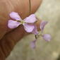 Ipomoea costellata