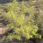 Velvet-Mesquite