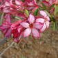 Desert Rose [adenium obesum]