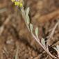 Alyssum desertorum 7708f.JPG