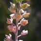 Alyssum desertorum (3750288939).jpg