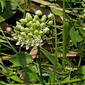 White Twinevine (Sarcostemma clausum AKA Funastrum clausum )