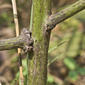 Senna marilandica (Fabaceae) - stem - showing leaf bases