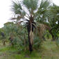 Northern Lala Palms (Hyphaene petersiana) (11550080623).jpg