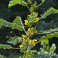 Senna marilandica (Fabaceae) - inflorescence - whole - unspecified