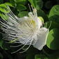 Capparis sandwichiana